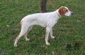 Pedigree BORA DU MAS DU ZOUAVE Pedigree BORA DU MAS DU ZOUAVE